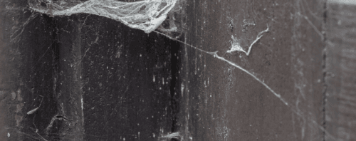 Edderkoppebekæmpelse